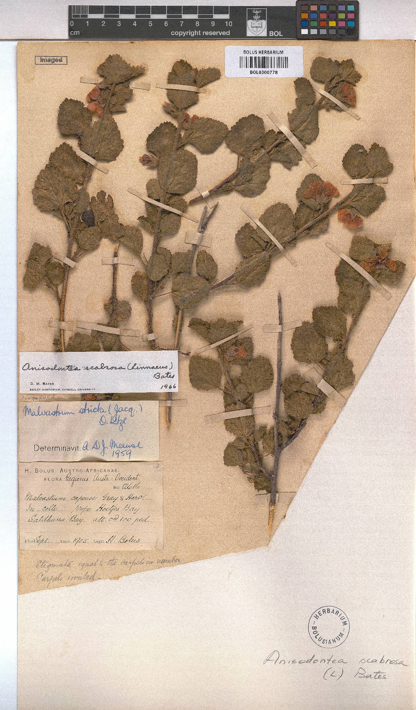 Anisodontea scabrosa image