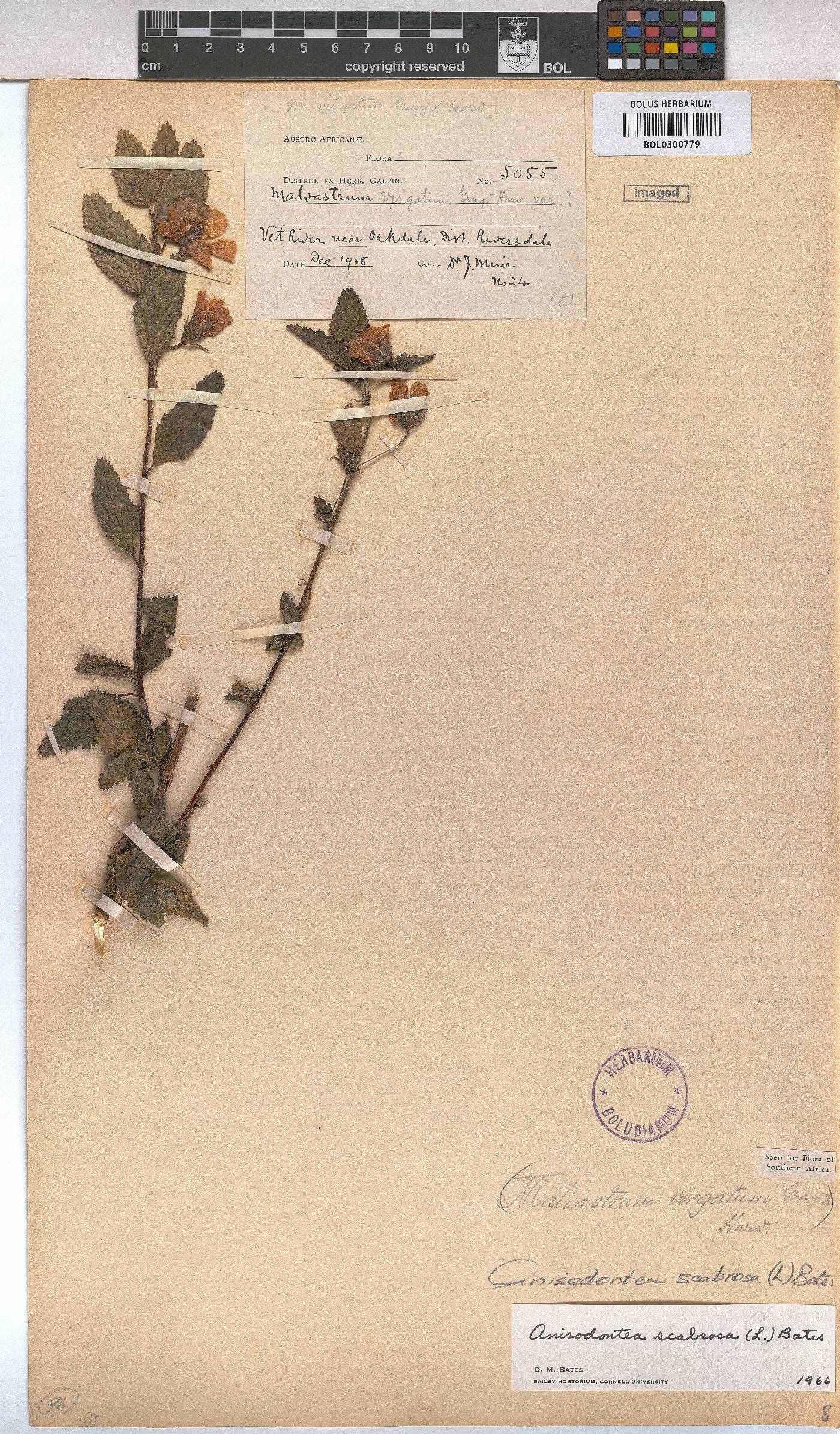 Anisodontea scabrosa image