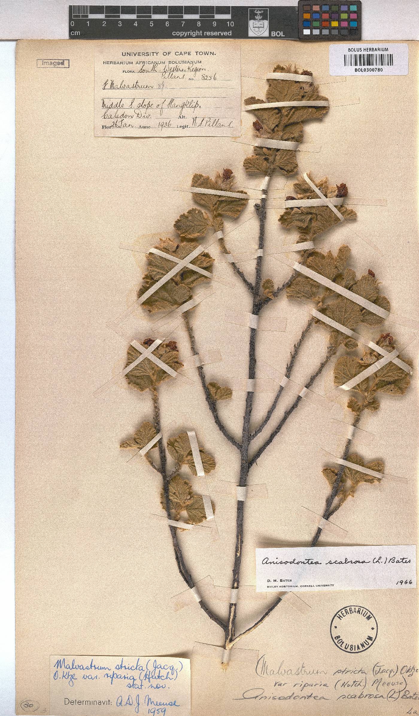 Anisodontea scabrosa image