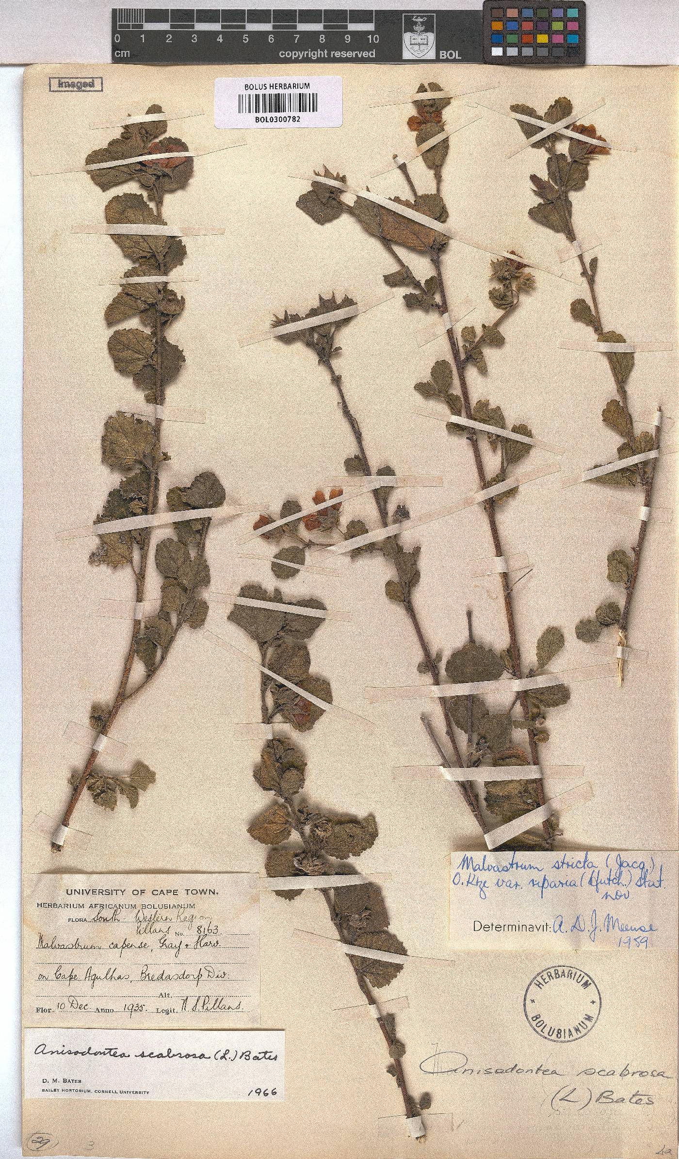Anisodontea scabrosa image