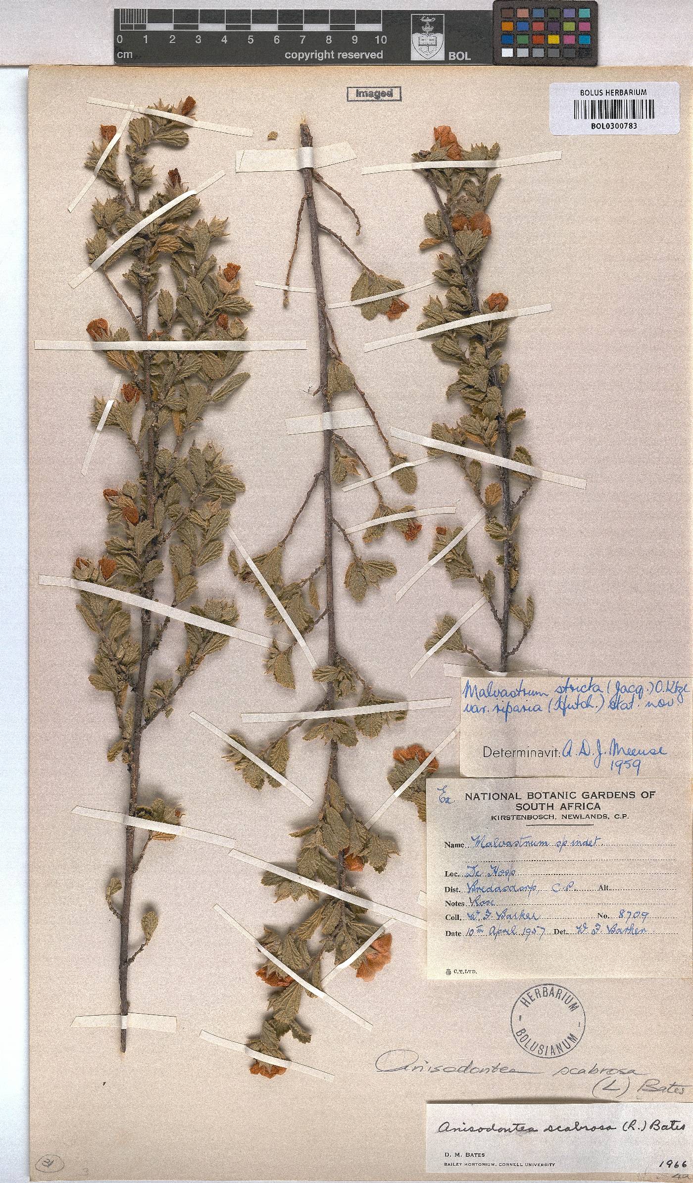Anisodontea scabrosa image