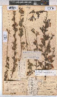 Anisodontea scabrosa image