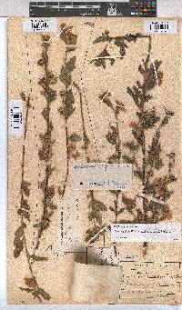 Anisodontea scabrosa image