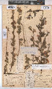 Anisodontea scabrosa image