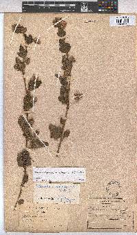 Anisodontea scabrosa image