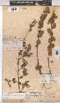 Anisodontea scabrosa image