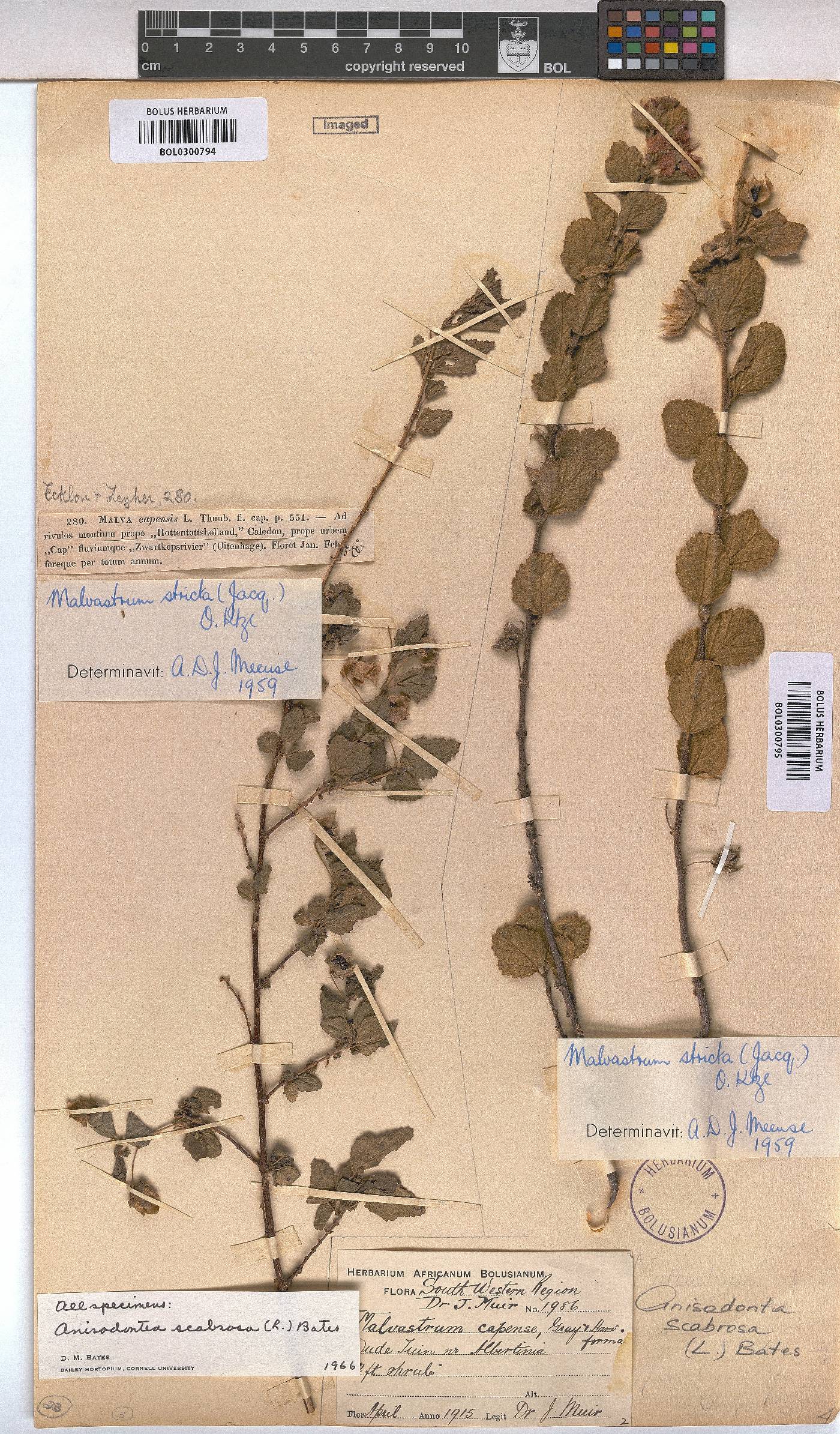 Anisodontea scabrosa image