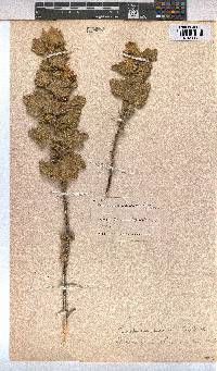 Anisodontea scabrosa image