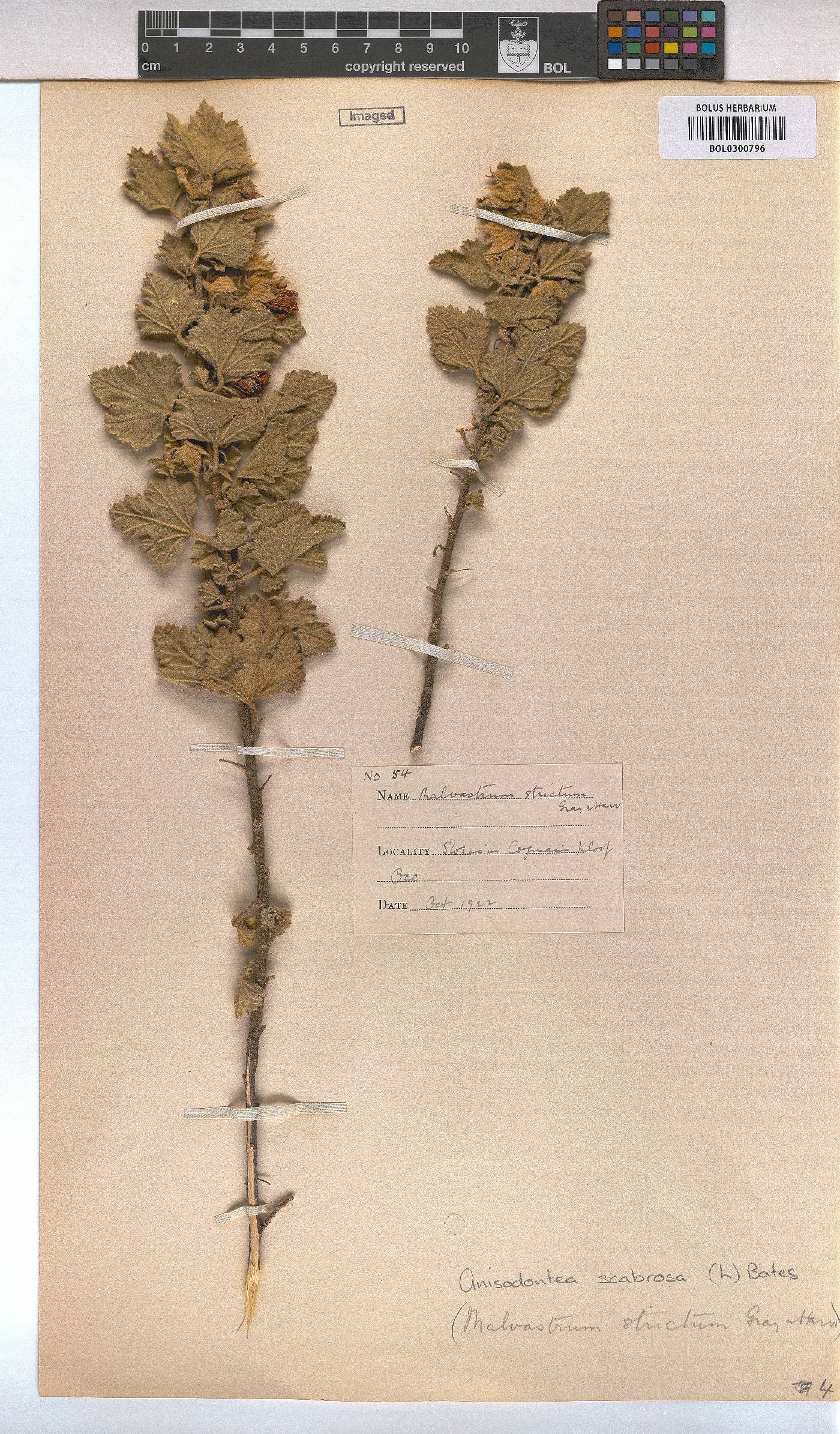 Anisodontea scabrosa image