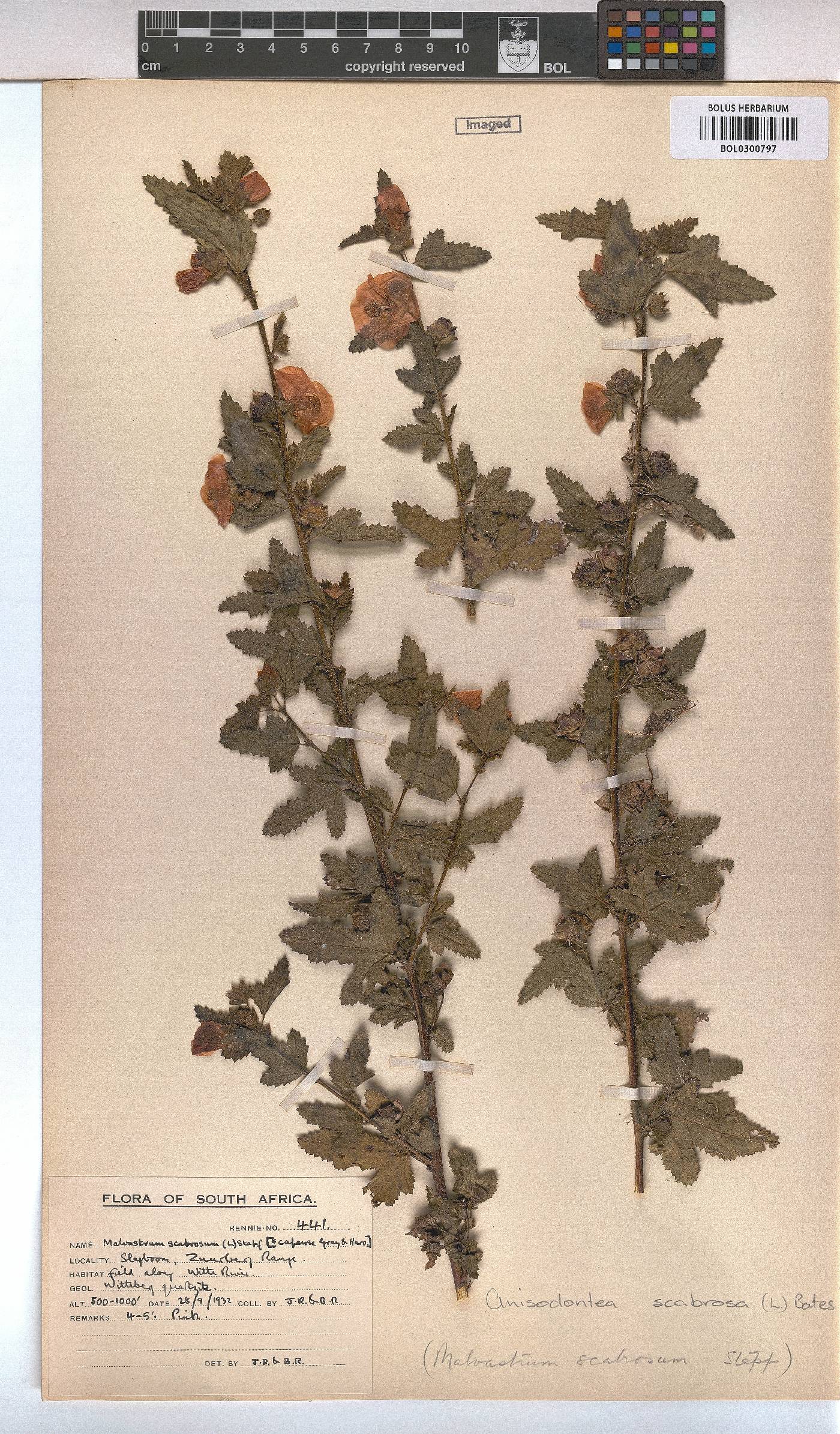 Anisodontea scabrosa image