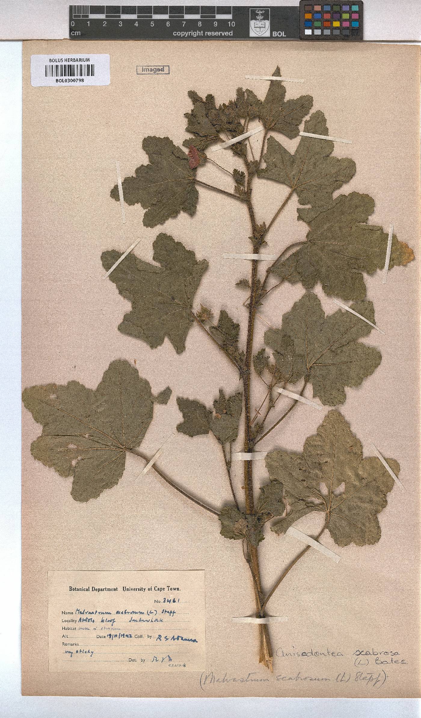 Anisodontea scabrosa image