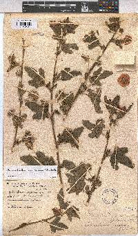 Anisodontea scabrosa image