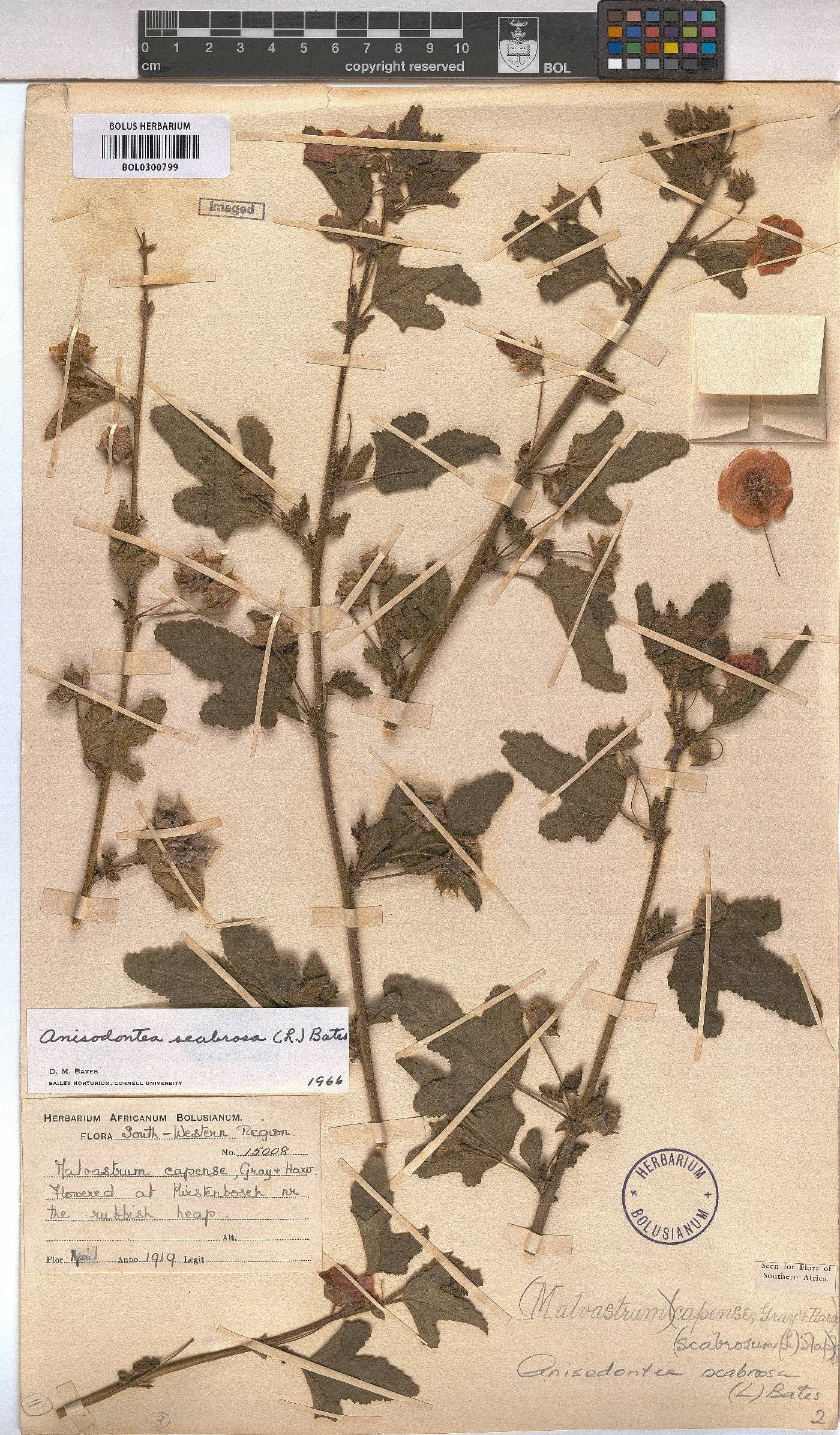 Anisodontea scabrosa image