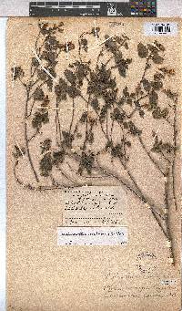 Anisodontea scabrosa image