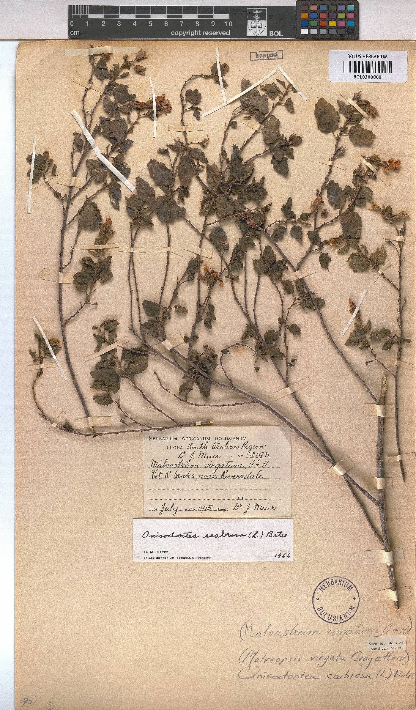 Anisodontea image