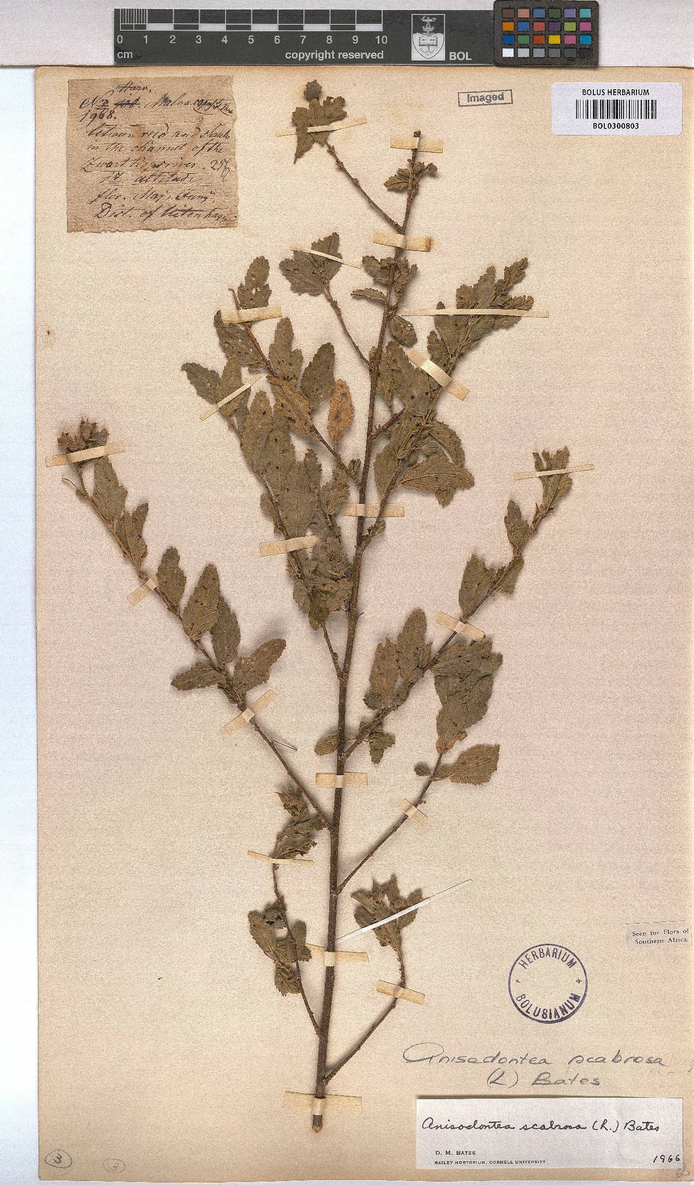 Anisodontea scabrosa image