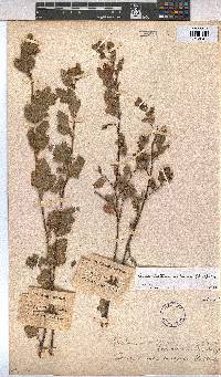 Anisodontea scabrosa image