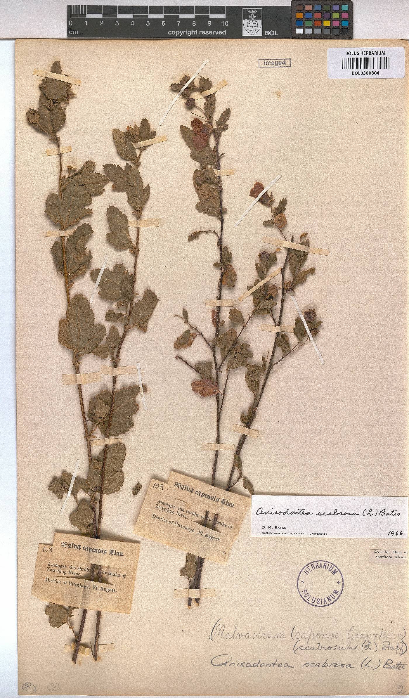 Anisodontea scabrosa image