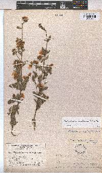 Anisodontea scabrosa image