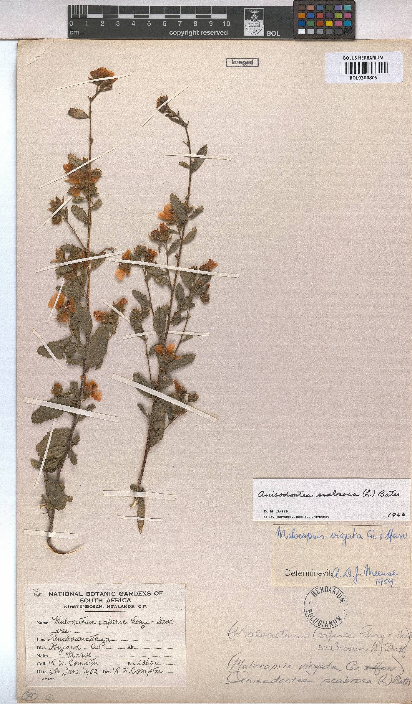 Anisodontea scabrosa image