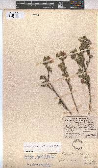 Anisodontea scabrosa image