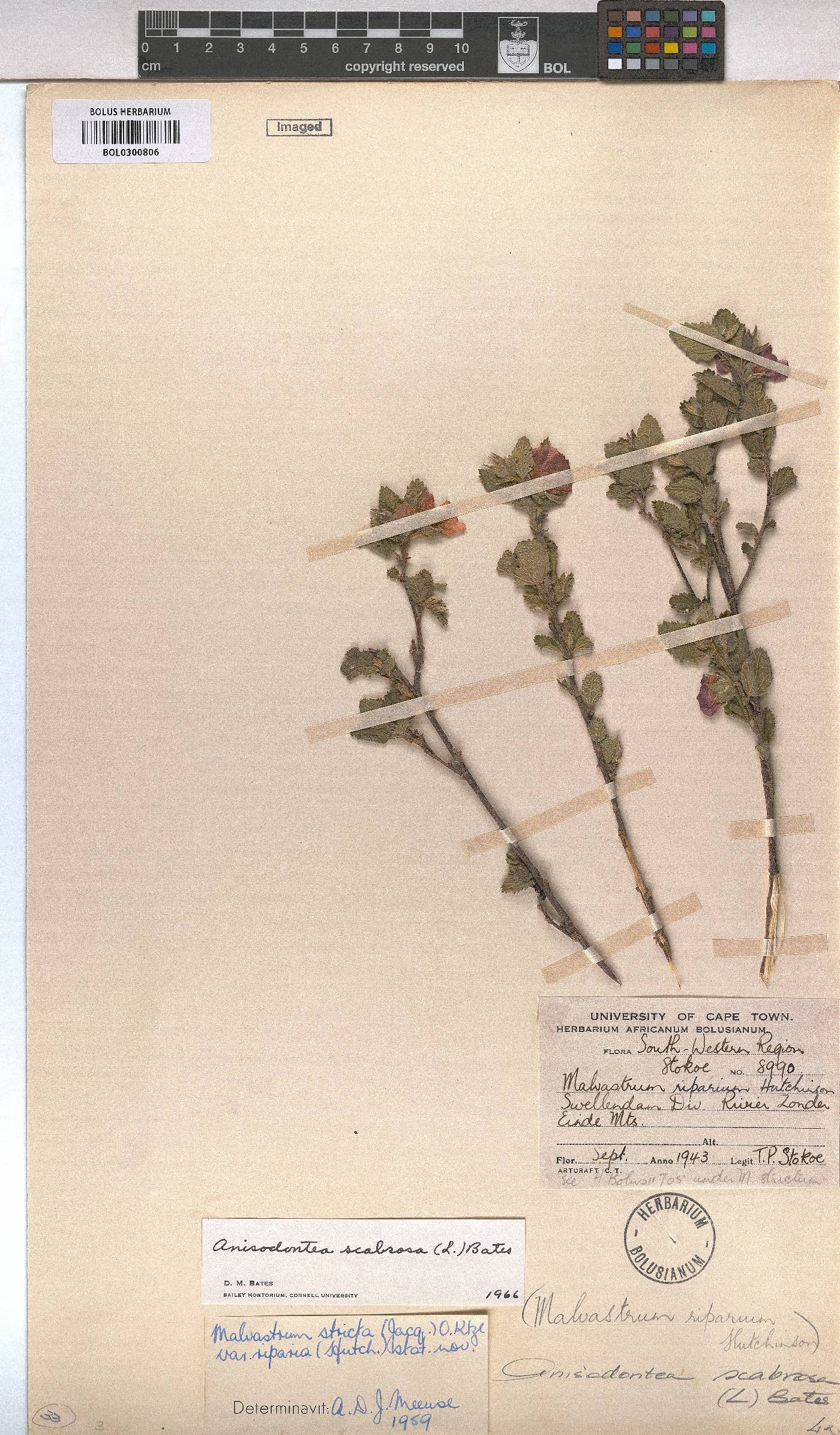 Anisodontea scabrosa image