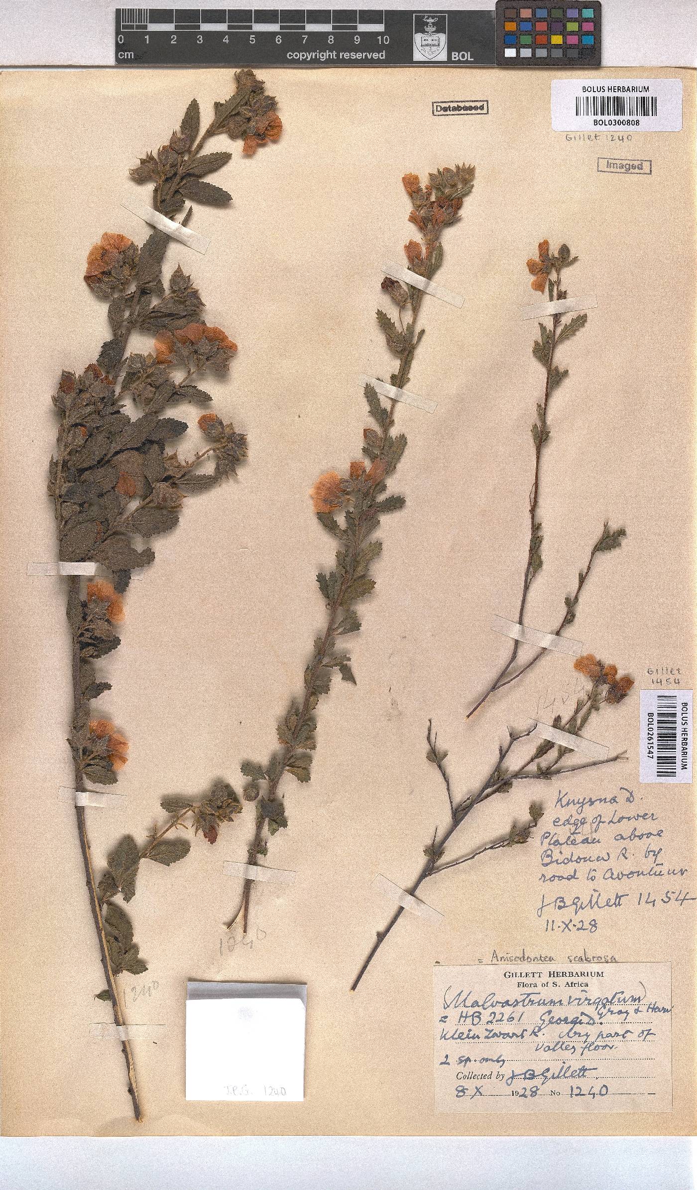 Anisodontea scabrosa image