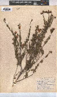 Anisodontea scabrosa image