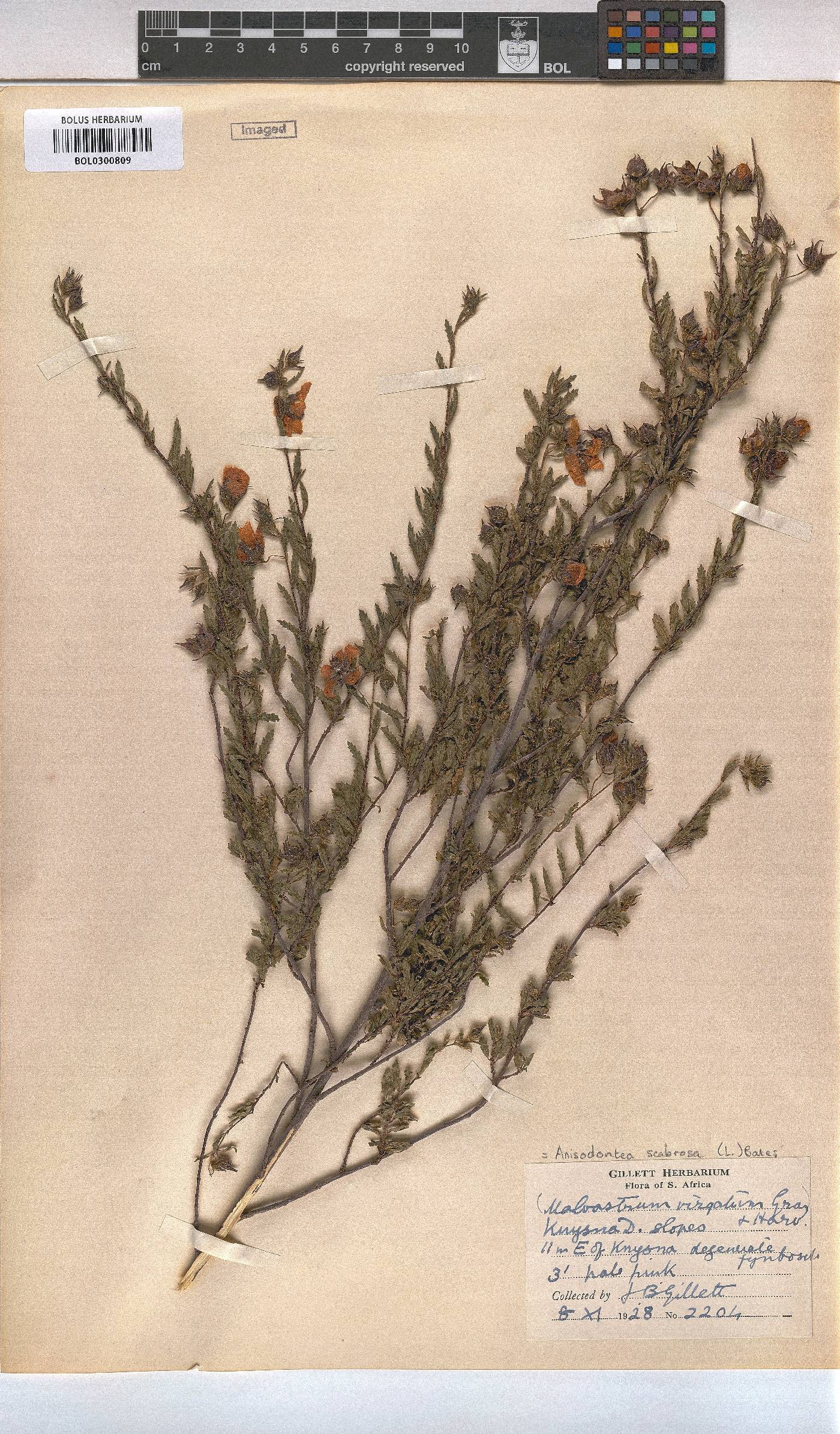 Anisodontea scabrosa image