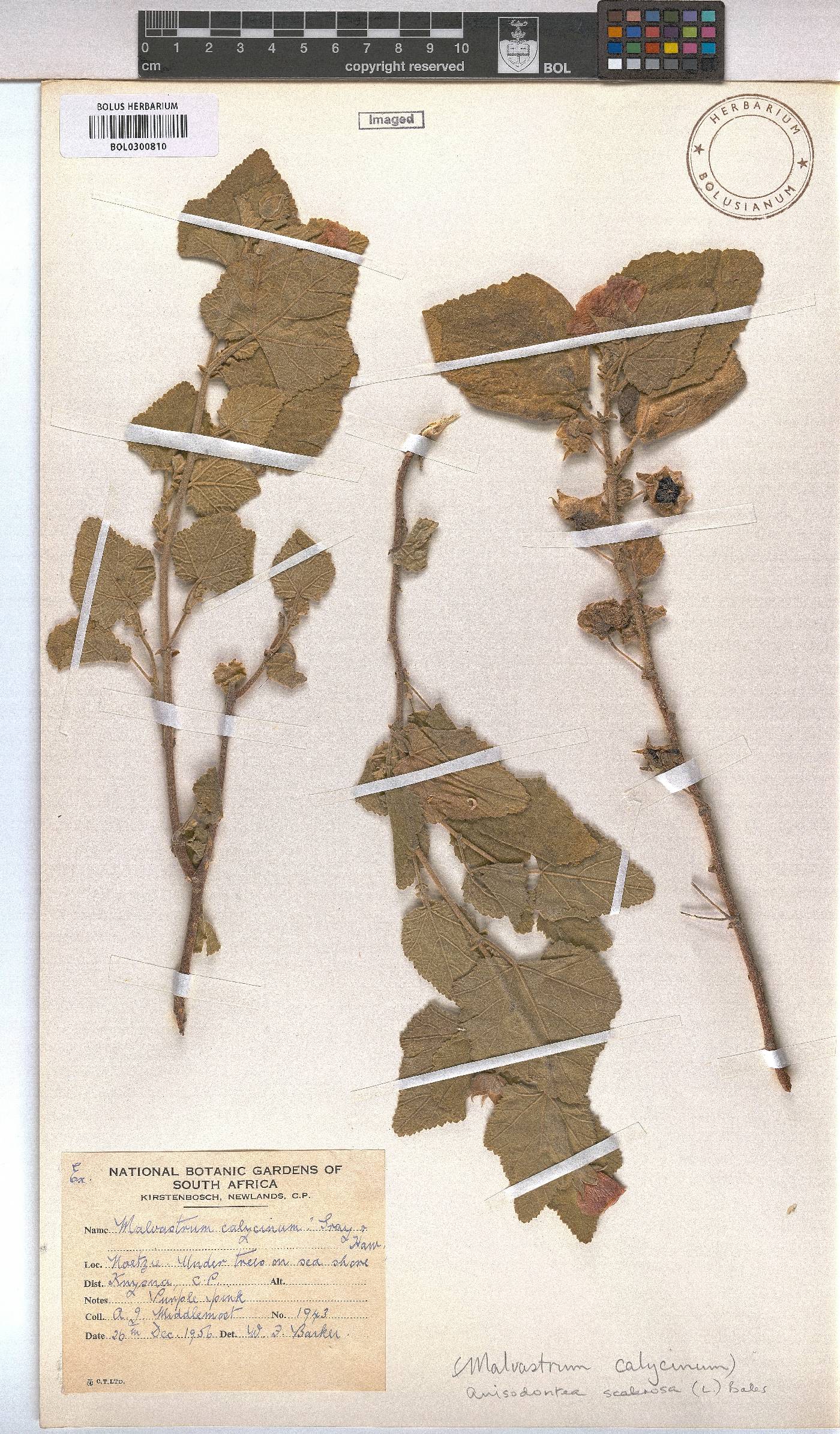 Anisodontea scabrosa image