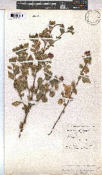 Anisodontea scabrosa image