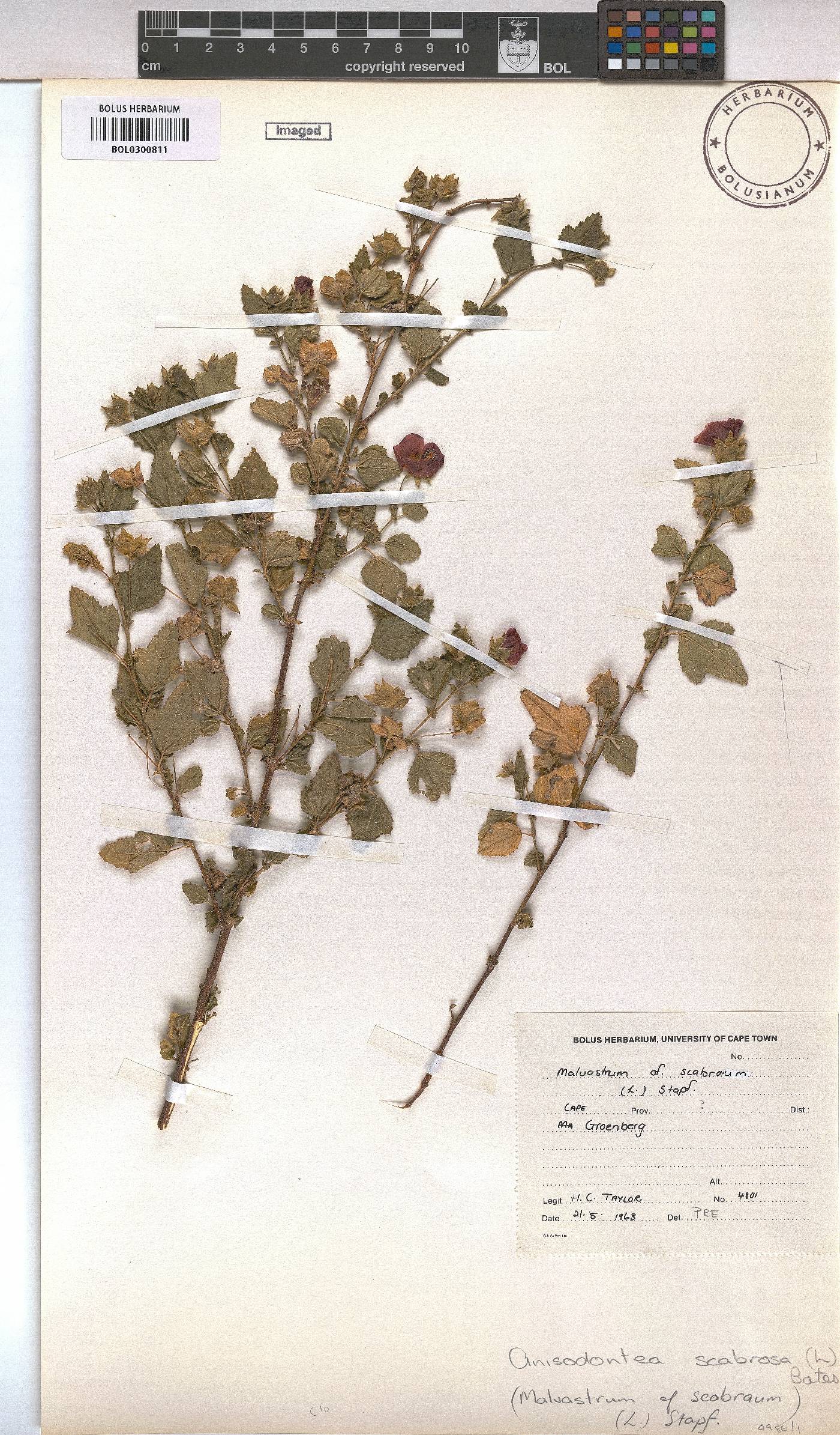 Anisodontea scabrosa image
