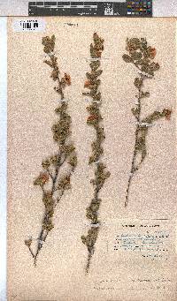 Anisodontea scabrosa image