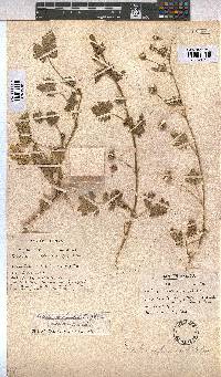 Image of Modiola caroliniana