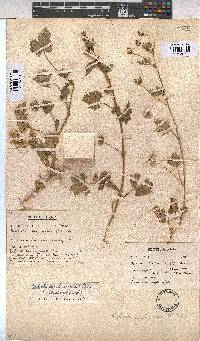 Modiola caroliniana image
