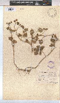 Modiola caroliniana image