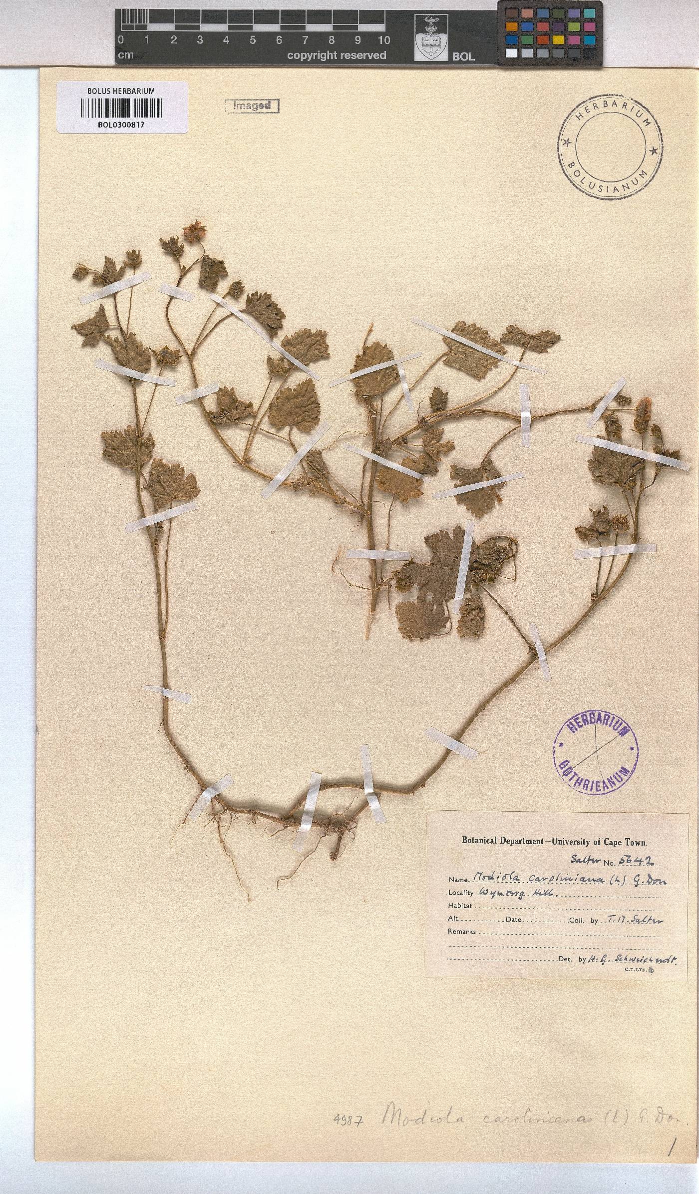 Modiola caroliniana image
