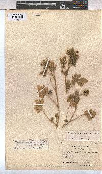 Modiola caroliniana image