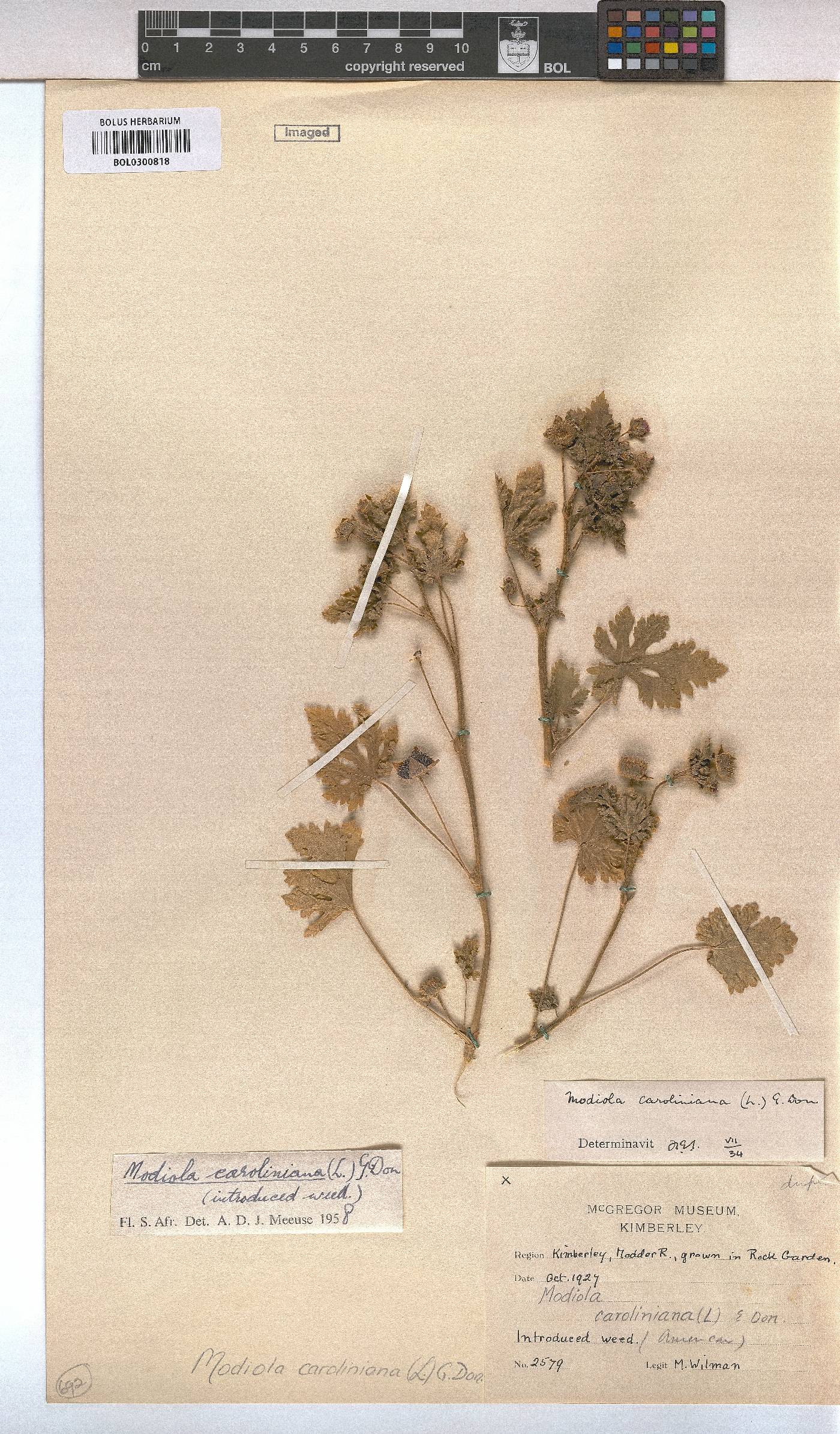 Modiola caroliniana image