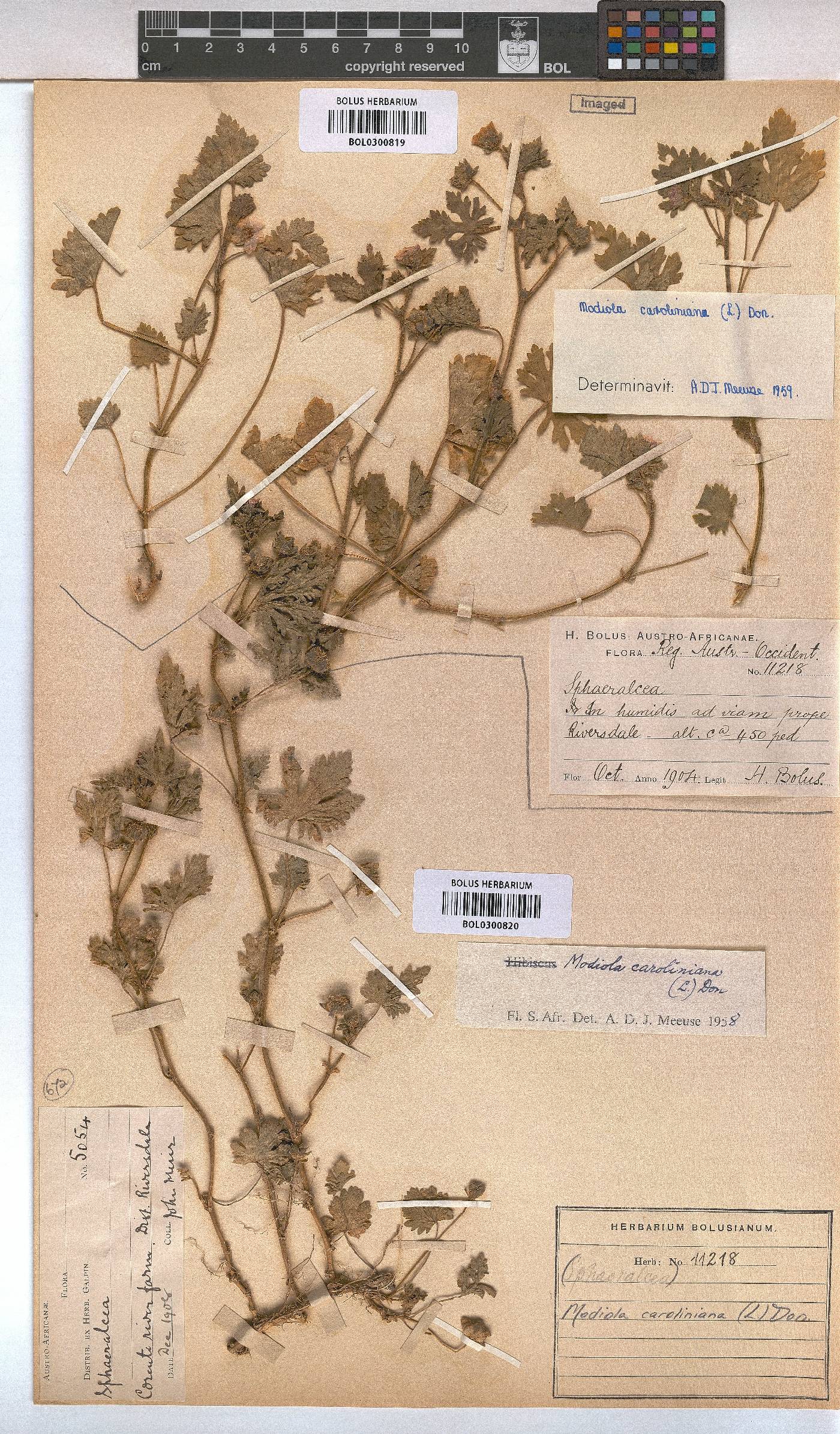 Modiola caroliniana image