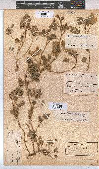 Modiola caroliniana image