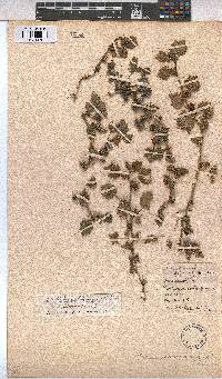 Modiola caroliniana image