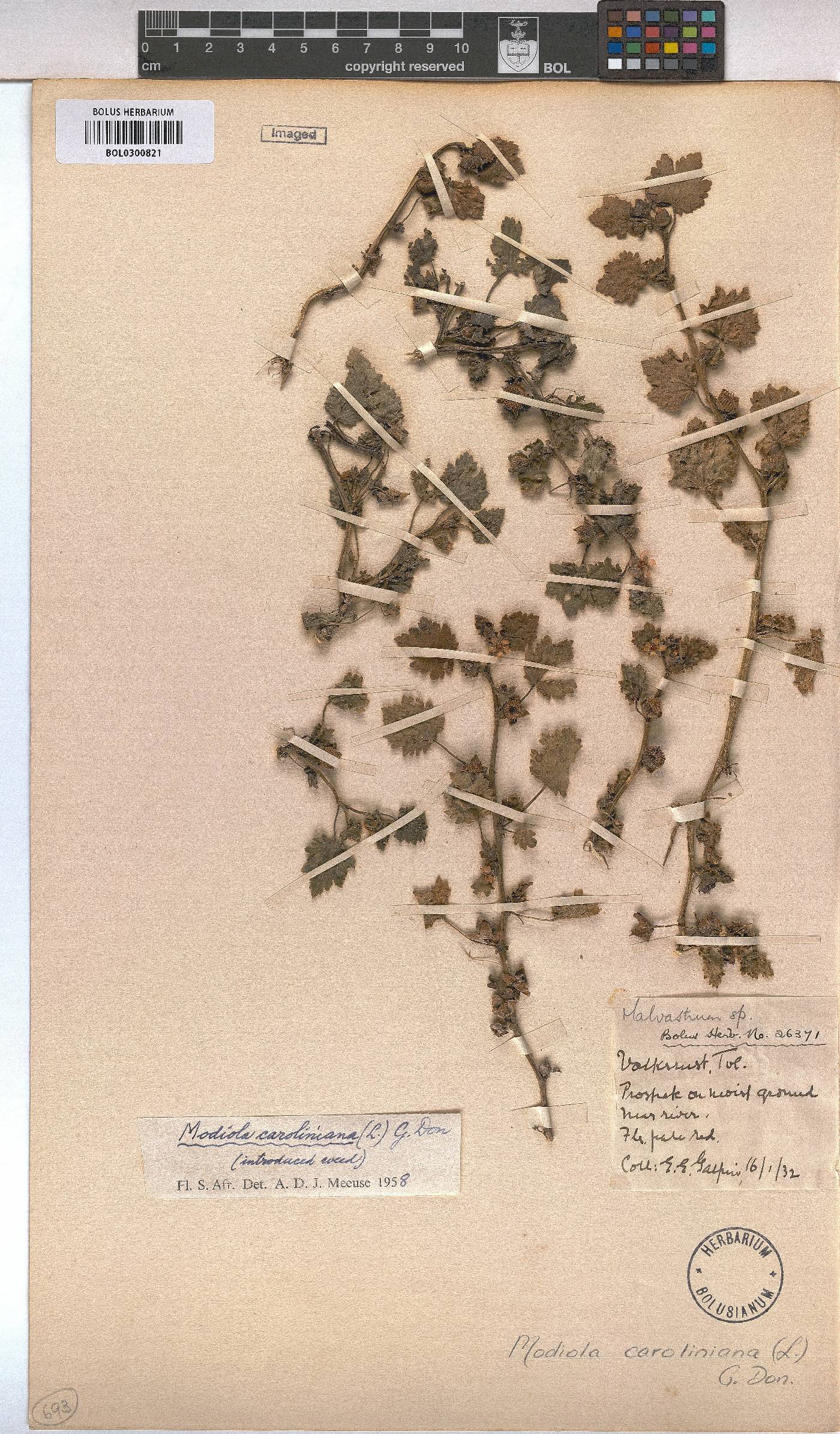 Modiola caroliniana image