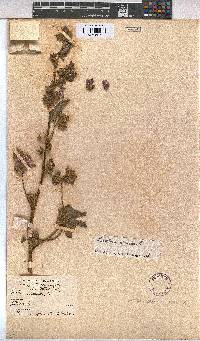 Malva arborea image