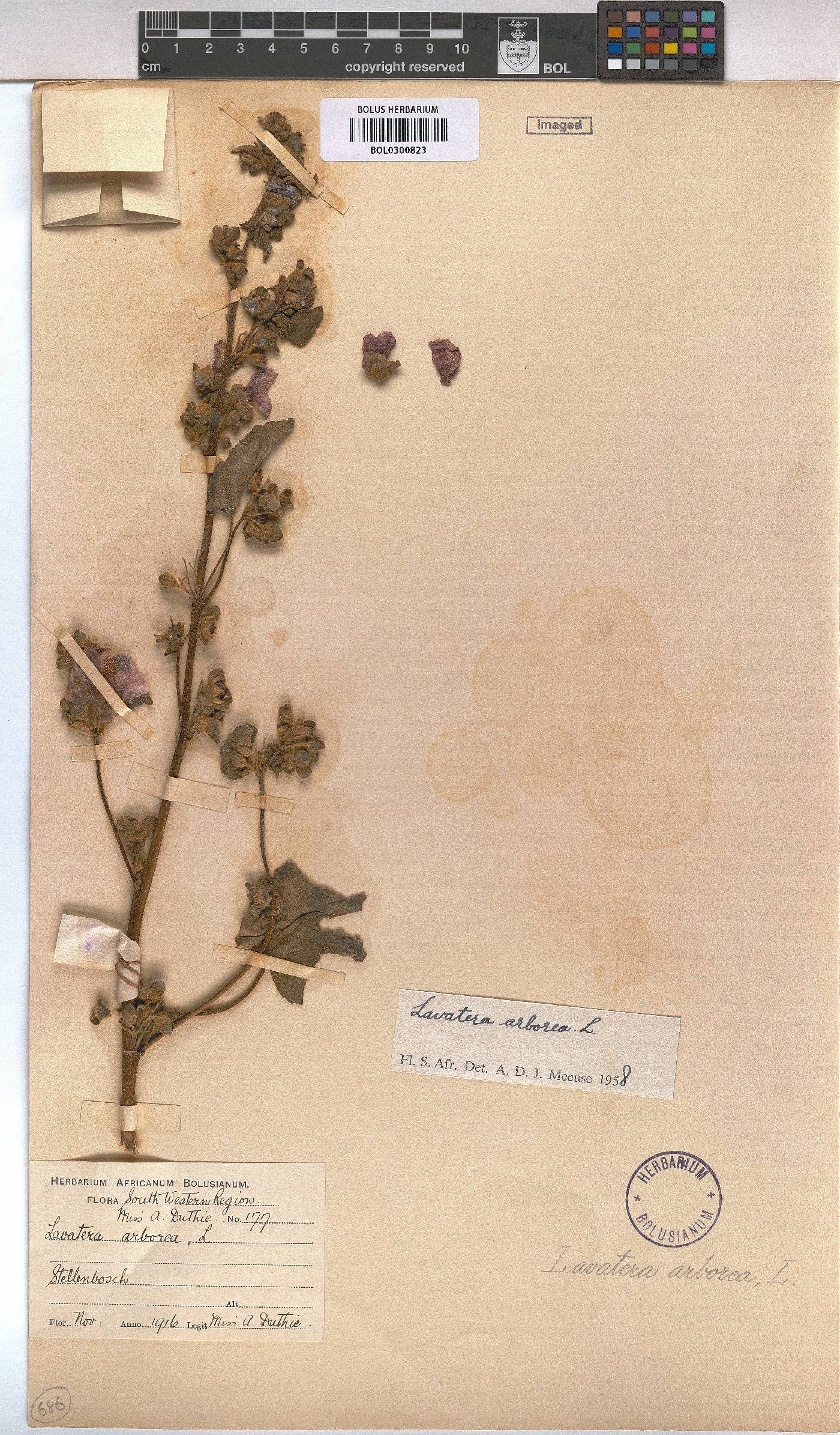 Malva arborea image