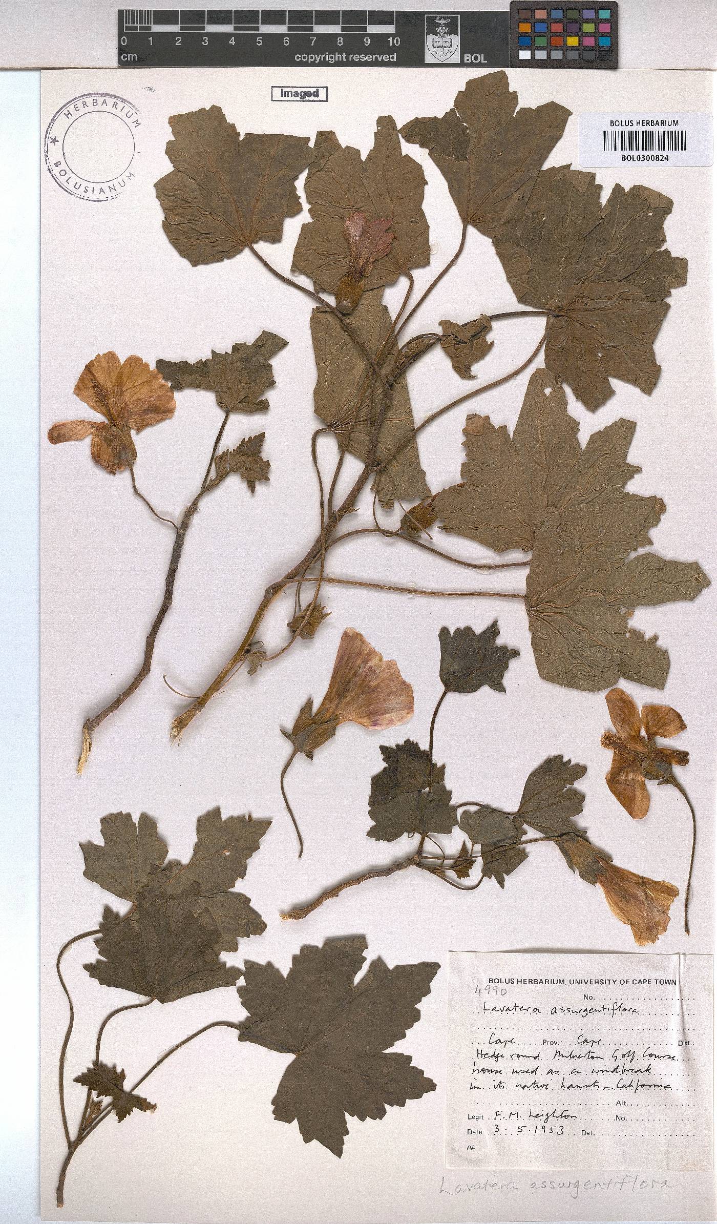 Malva assurgentiflora image
