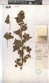 Image of Malva multiflora
