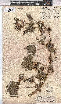 Malva multiflora image