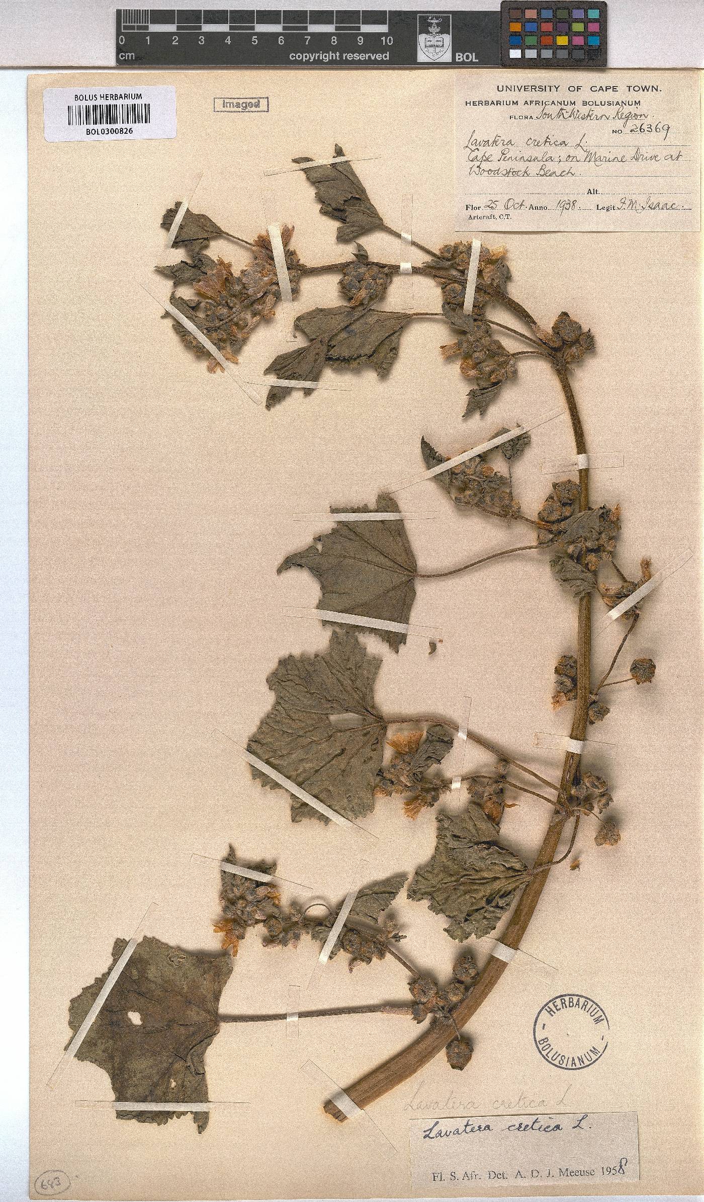Malva multiflora image
