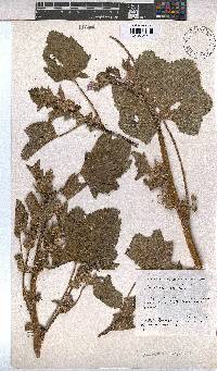 Malva multiflora image
